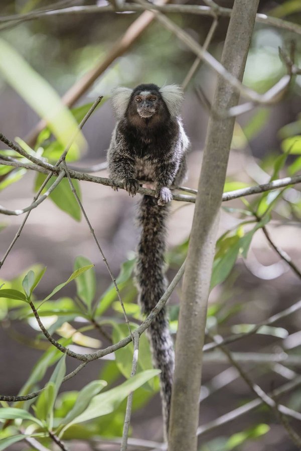 La gestion des eaux pluviales : innovations et enjeux urbains