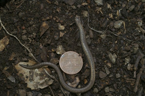 Quels sont les avantages et les inconvénients des 4x4 d'occasion par rapport aux neufs?